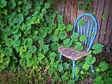 Chair In Ivy_DSCF02111